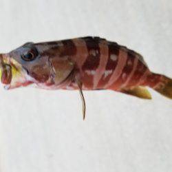 三重県秋イカ調査