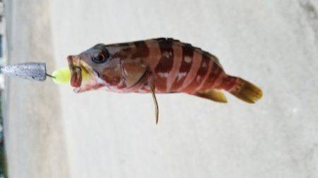 三重県秋イカ調査