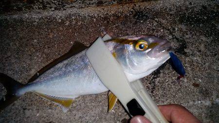 台風前に釣れるかな