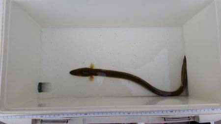 ウナギ釣り