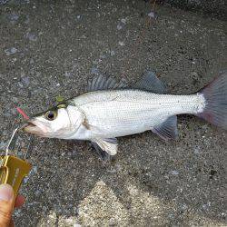 エバ・ヒラスズキ