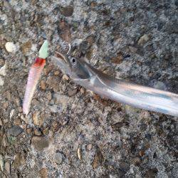 太刀魚爆釣の兆し