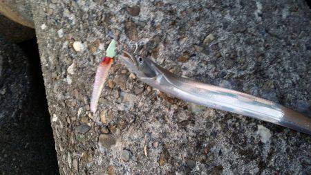 太刀魚爆釣の兆し