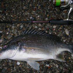 サーフのナイトゲームでデッドスローにキビレがヒット