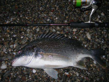 サーフのナイトゲームでデッドスローにキビレがヒット