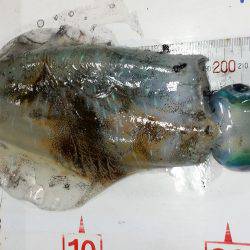 台風後の様子見