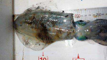 台風後の様子見