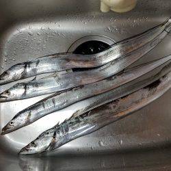 仕事帰りにワインド太刀魚