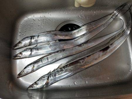 仕事帰りにワインド太刀魚