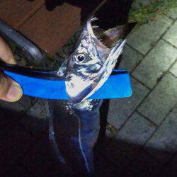 台風明け近場で初タチウオ