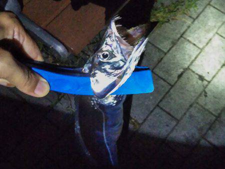 台風明け近場で初タチウオ