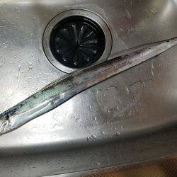 仕事帰りにワインド太刀