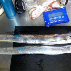 なんとか、タチウオ釣れました。