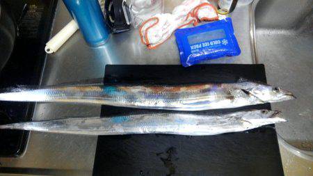 なんとか、タチウオ釣れました。