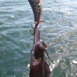 アオリイカ　＜　エギ