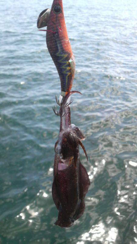 アオリイカ　＜　エギ