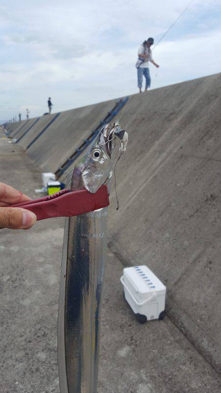 久々のムコイチ太刀魚