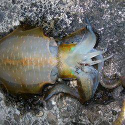 流れの中でアオリイカ、常夜灯周りでミナミハタンポ