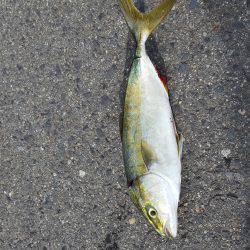 タチウオ　ツバス