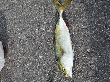 タチウオ　ツバス