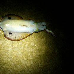 エギング(続報)