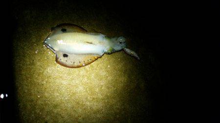 エギング(続報)