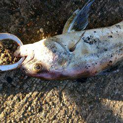 久しぶりのジグ