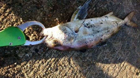 久しぶりのジグ