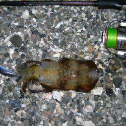 サーフはゴミで釣りづらく、夜になってアオリイカの釣果あり