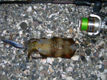 サーフはゴミで釣りづらく、夜になってアオリイカの釣果あり