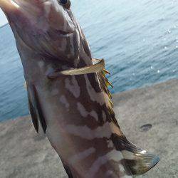 アジングとスーパーライトジギング