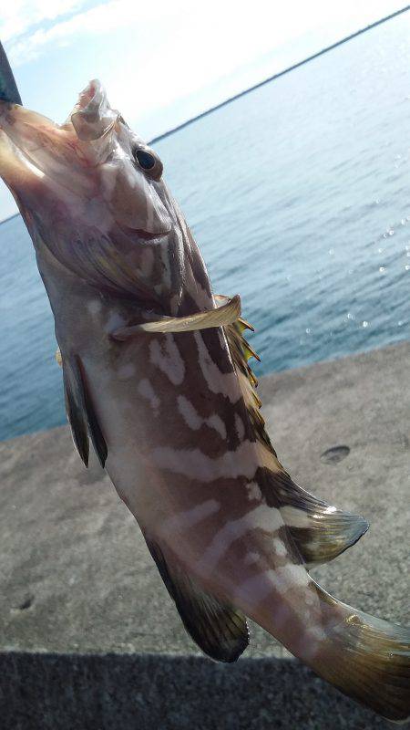 アジングとスーパーライトジギング