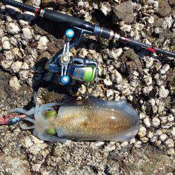 アオリイカいい感じ