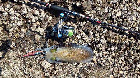 アオリイカいい感じ