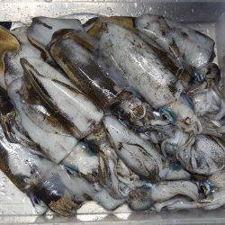 今季初ティップランエギング