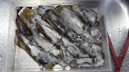 今季初ティップランエギング