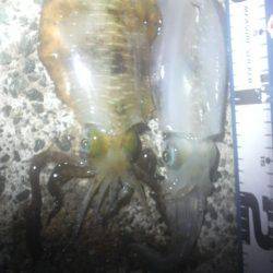 コウちゃんBINGO