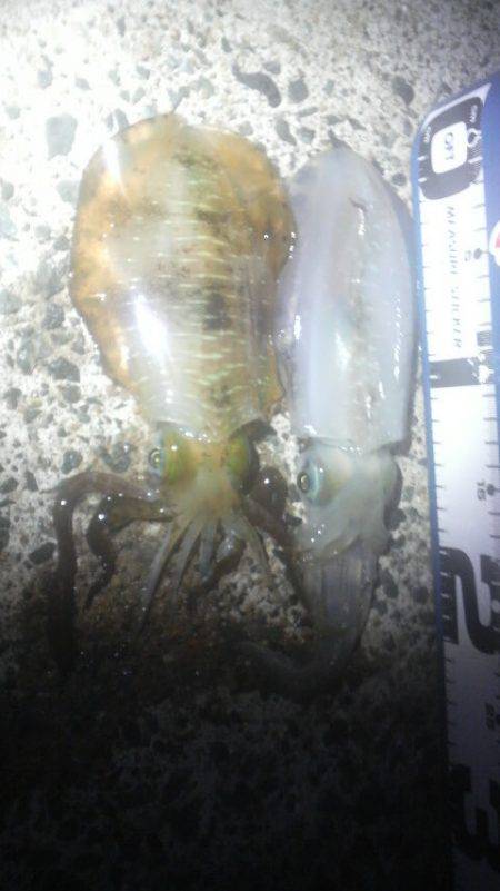 コウちゃんＢＩＮＧＯ