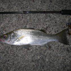 ルアーアクションで誘ったヒラスズキ