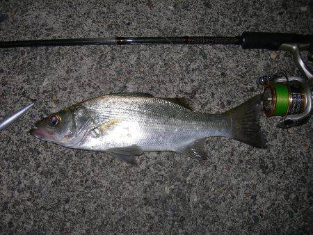 ルアーアクションで誘ったヒラスズキ