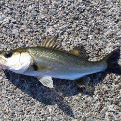 メタルジグでシーバス