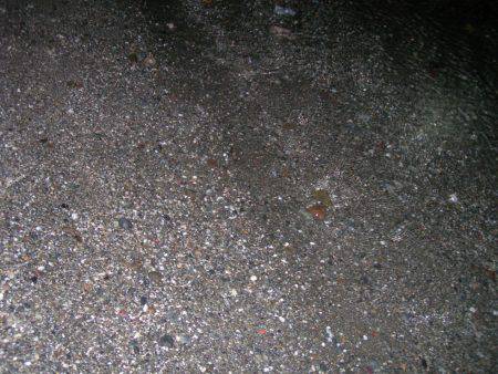 ワームでアマギ（クロサギ）