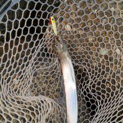 太刀魚は好調です