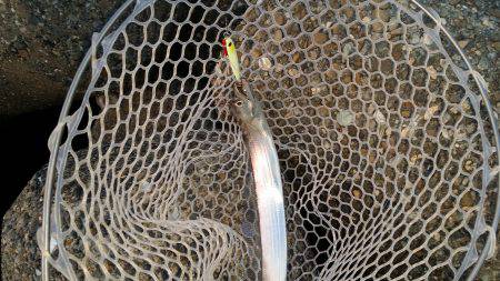 太刀魚は好調です