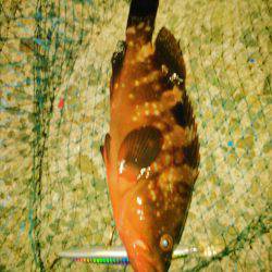 セットアッパー