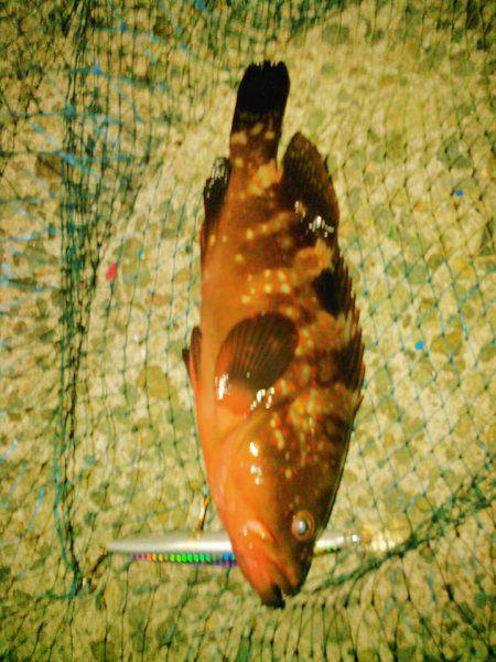 セットアッパー