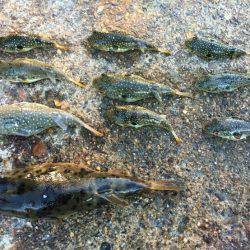 三重南部釣（調）査 2回目