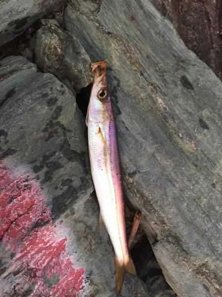 朝まずめ短時間釣行