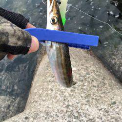 サゴシとカマスとタチウオと