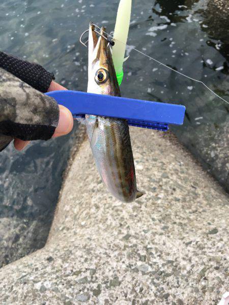 サゴシとカマスとタチウオと